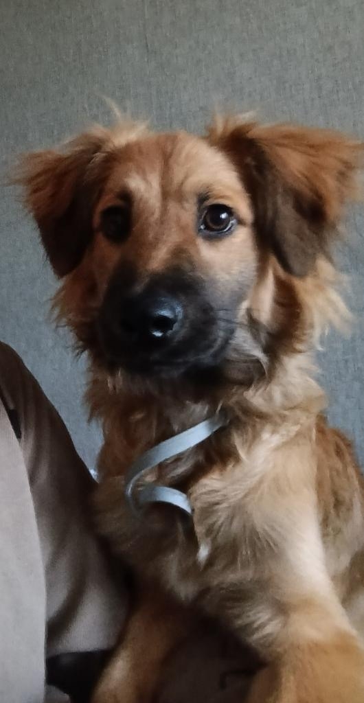 Пропала собака в Пскове — фото объявления