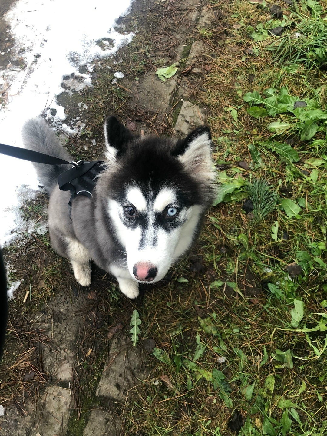 Пропала собака в Пскове — фото объявления