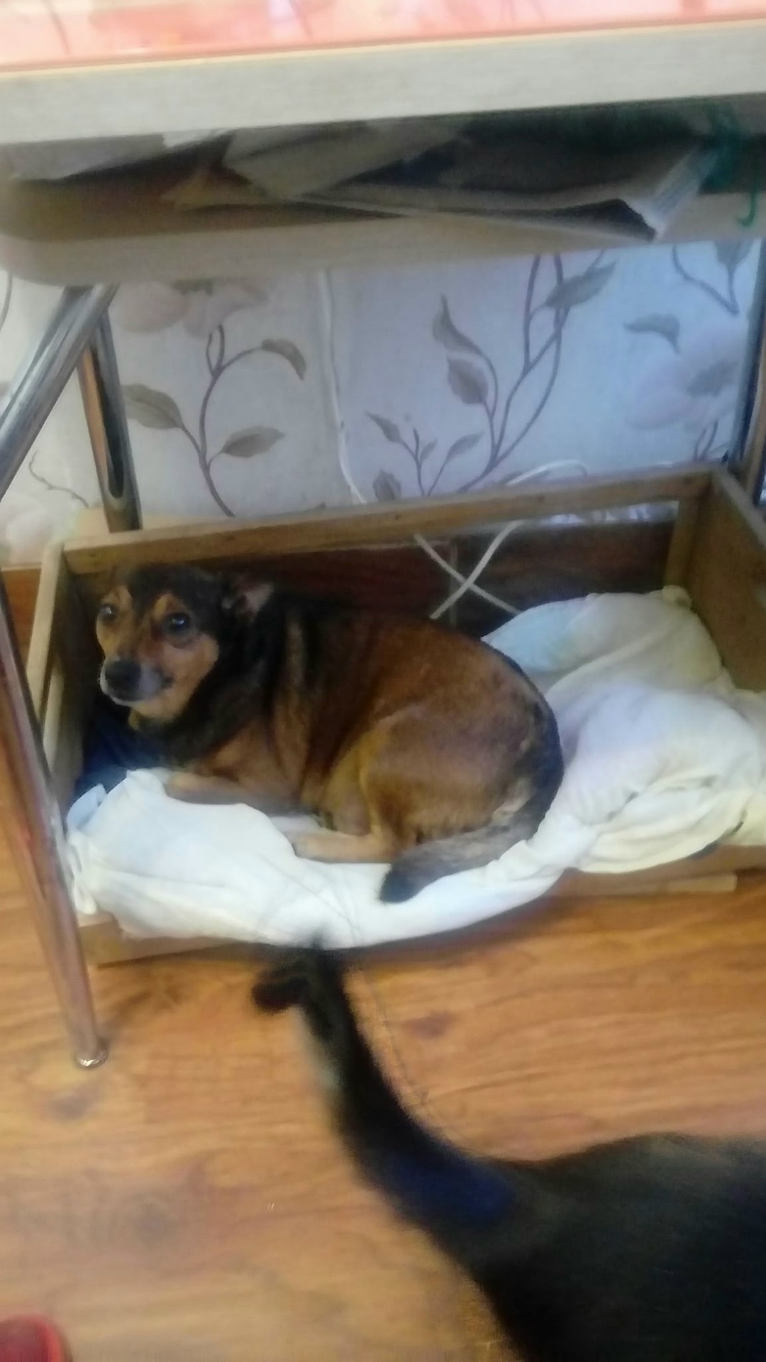 Пропала собака в Пскове — фото объявления