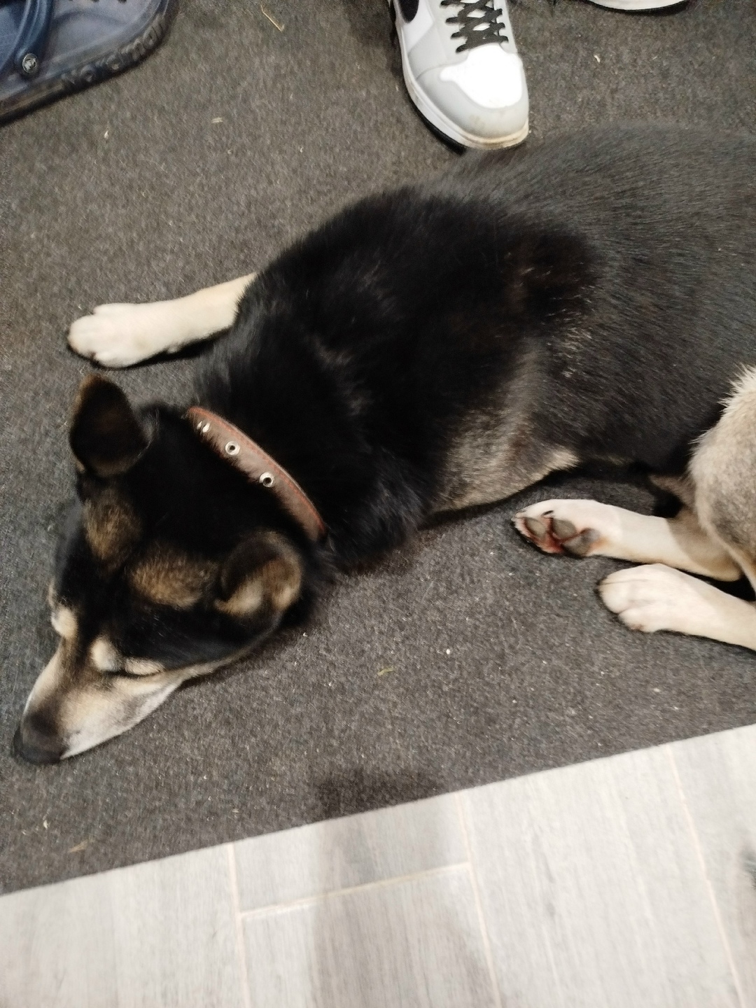 Найдена собака в Пскове — фото объявления