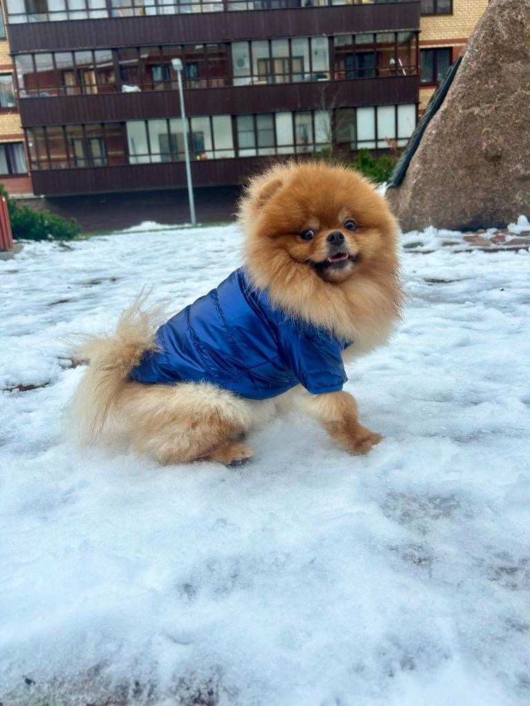 Пропала собака в Пскове — фото объявления