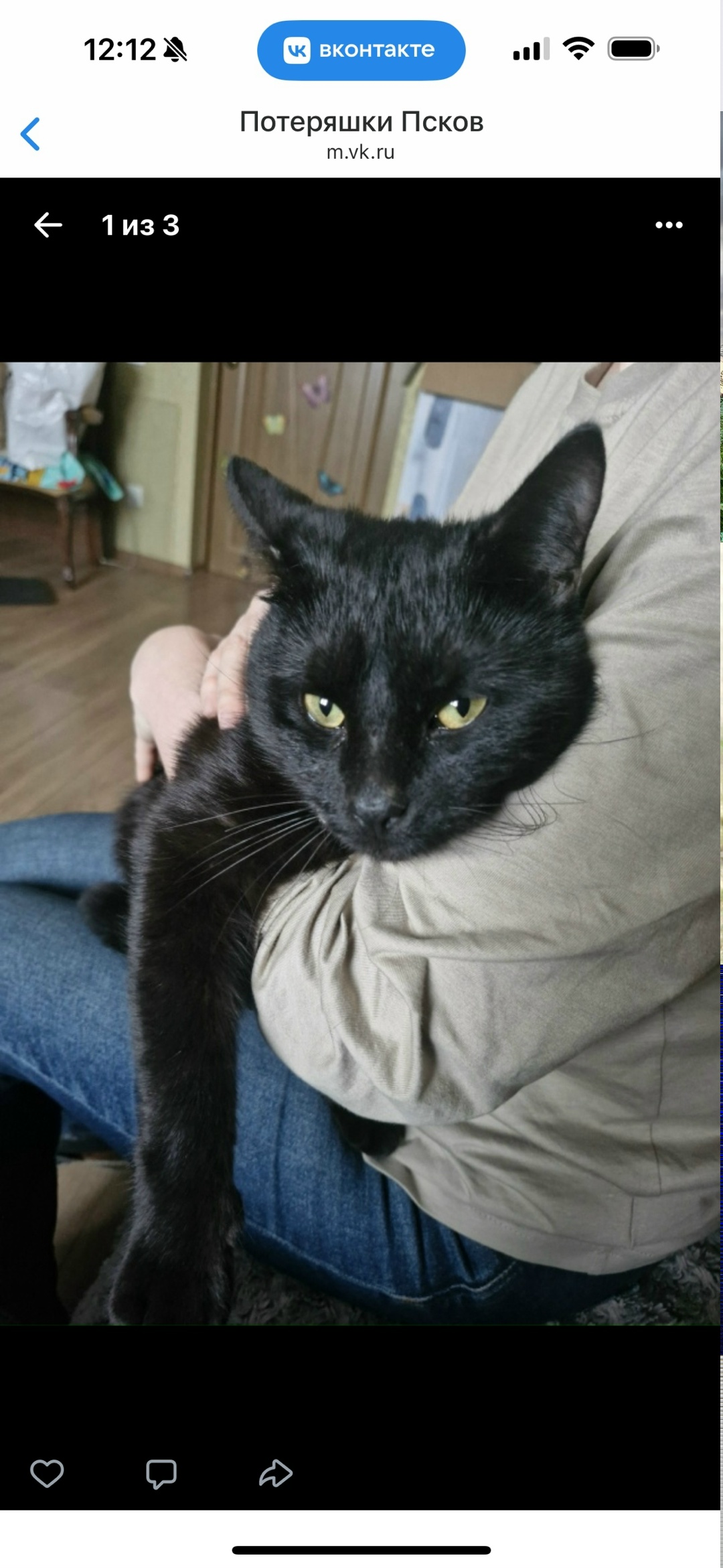 Найдена собака в Пскове — фото объявления