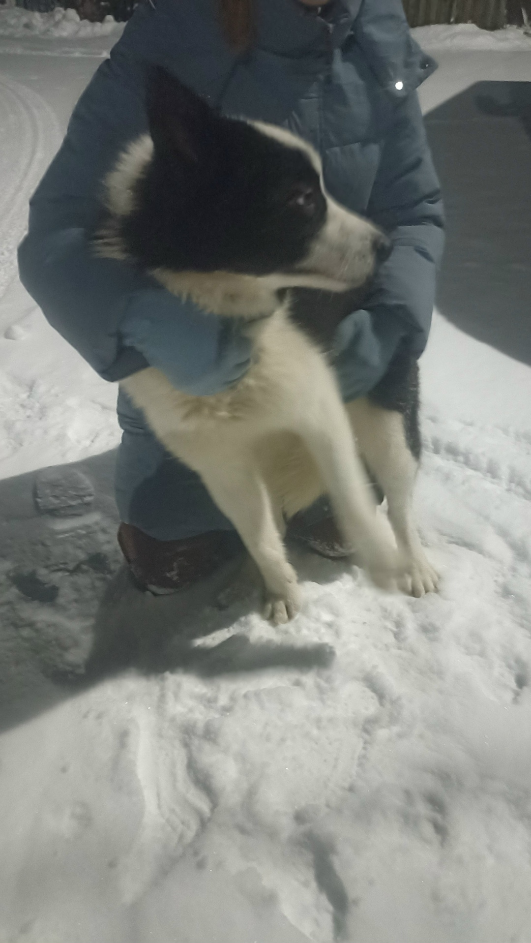 Найдена собака в Пскове — фото объявления