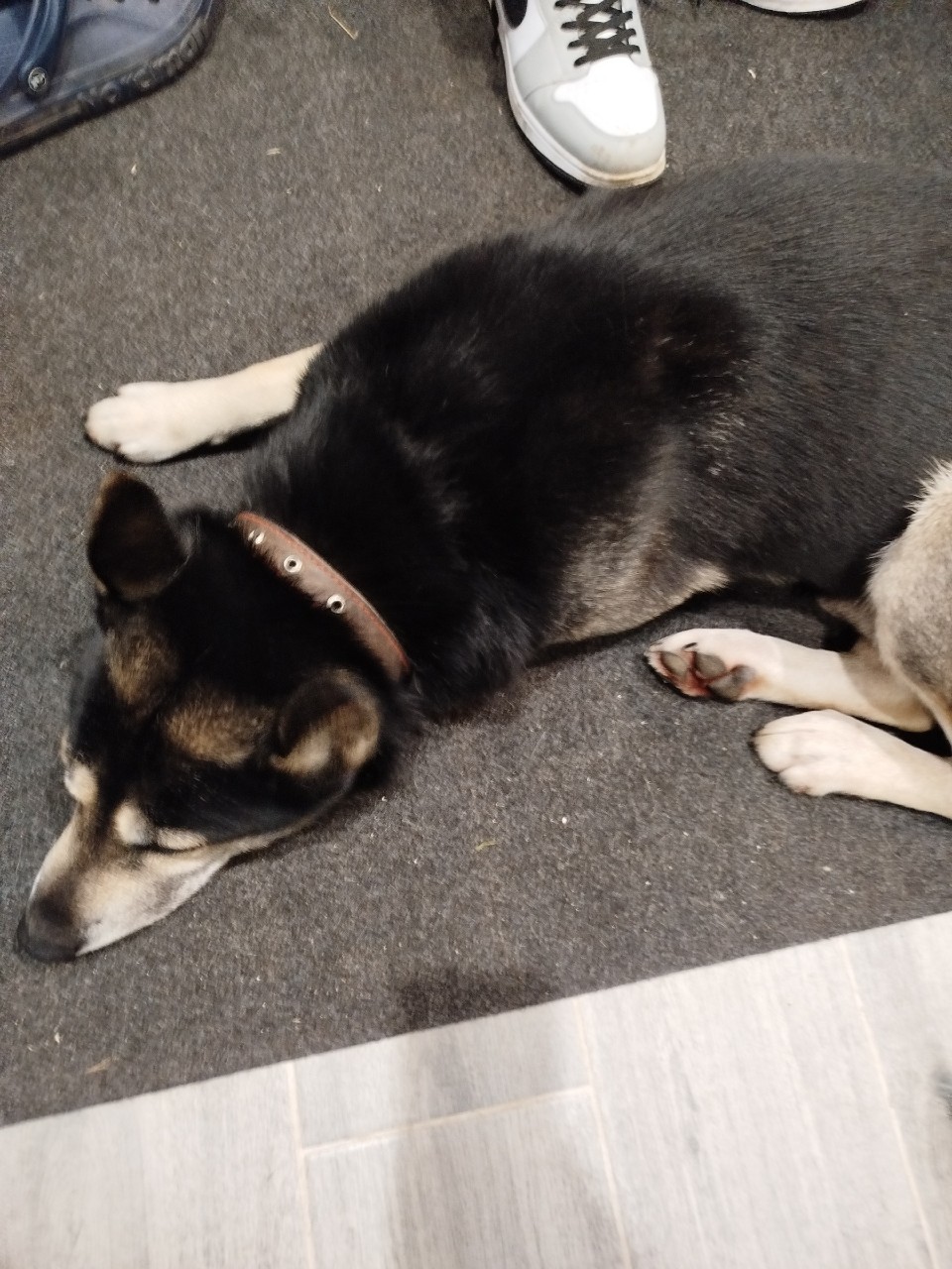 Найдена собака в Пскове — фото объявления