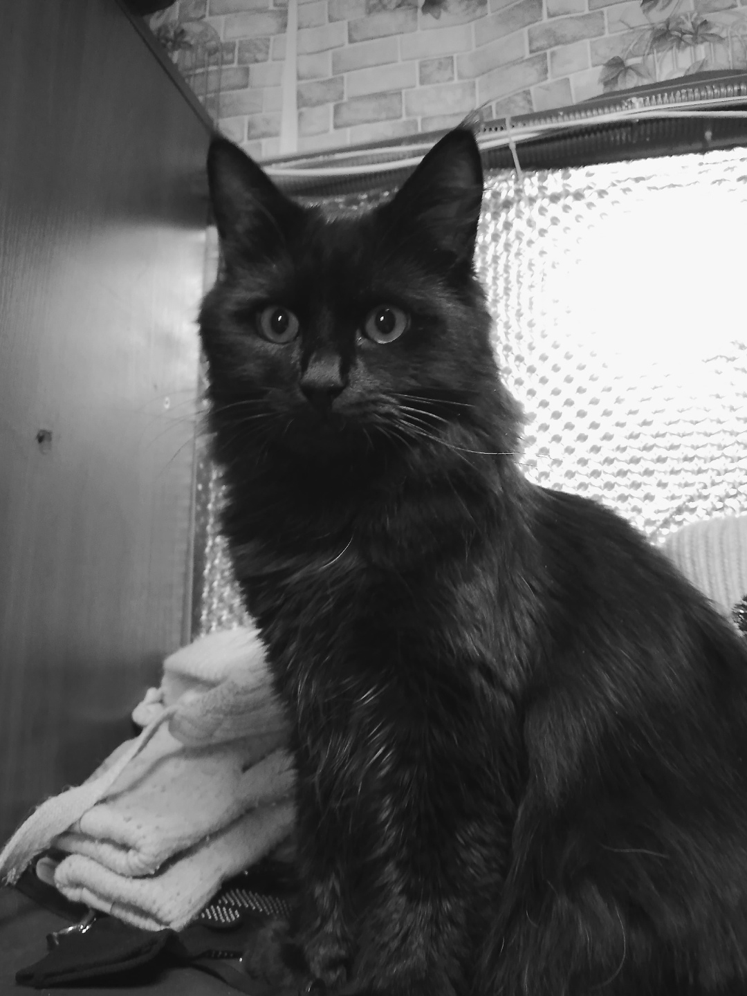 Пропала кошка в Пскове — фото объявления