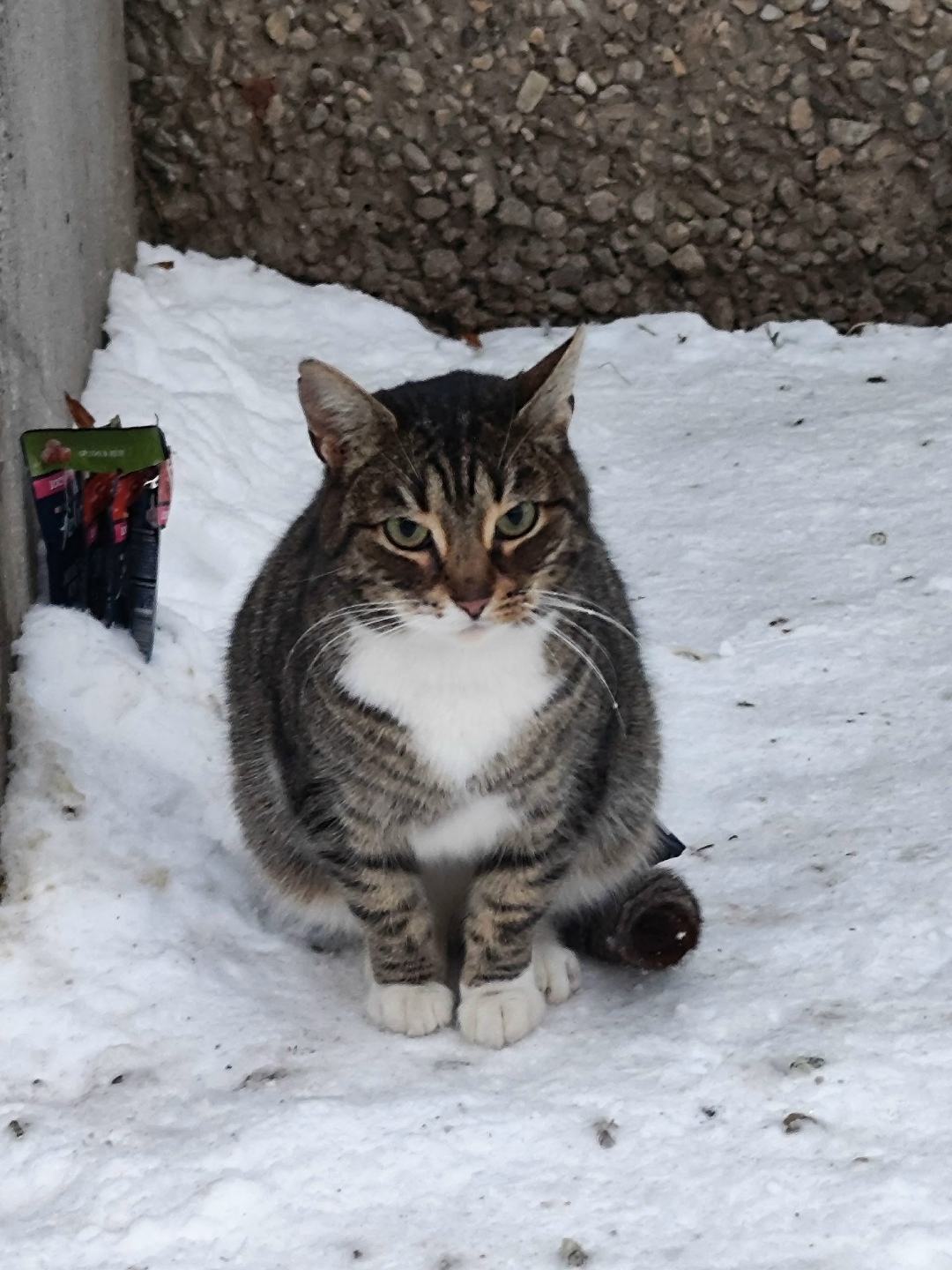 Пропала кошка в Пскове — фото объявления