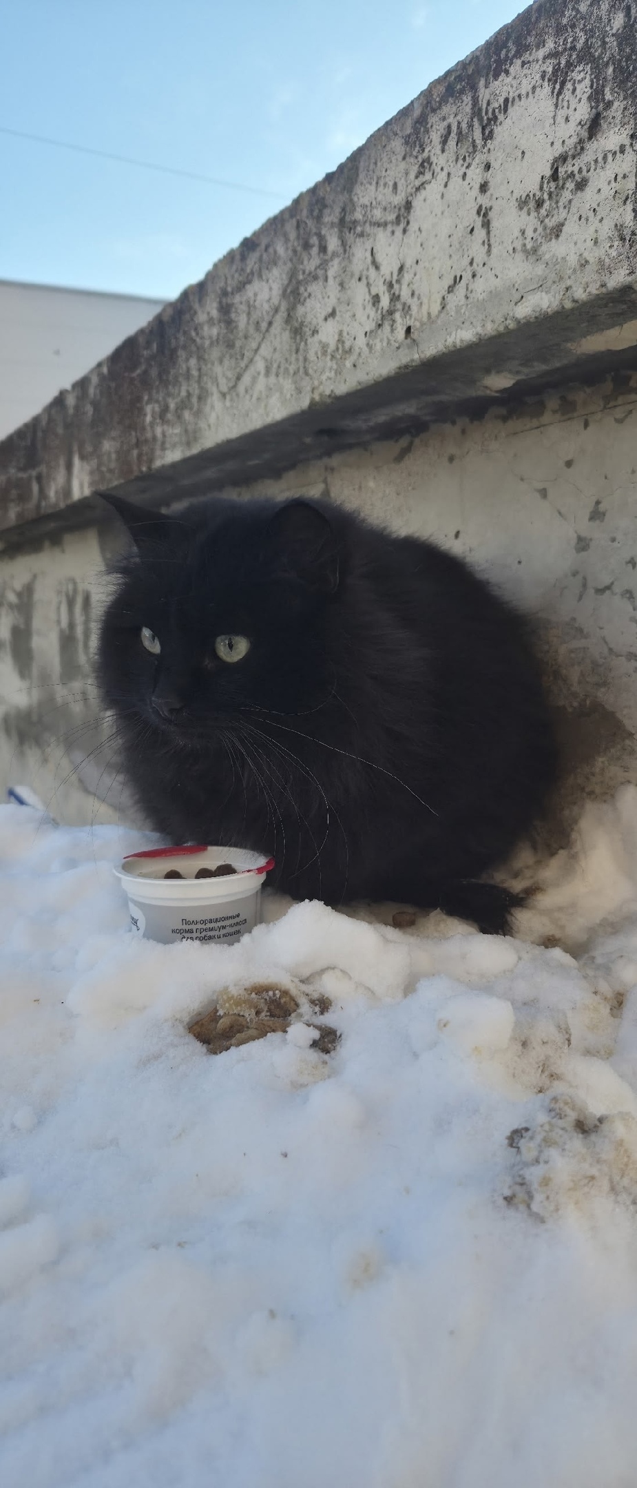 Найдена собака в Пскове — фото объявления