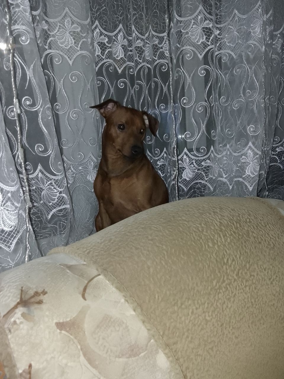 Пропала собака в Пскове — фото объявления