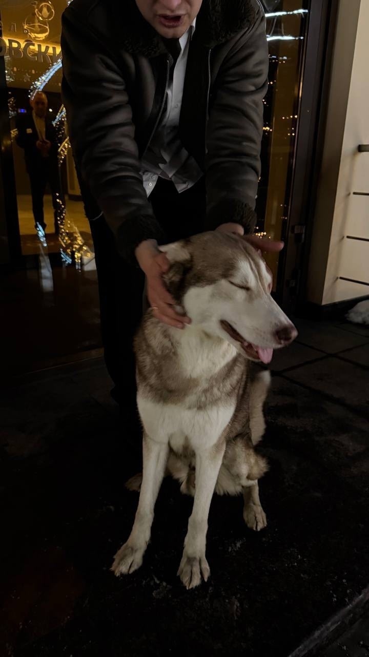 Найдена собака в Пскове — фото объявления