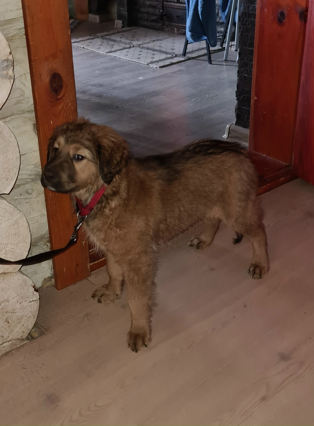 Пропала собака в Пскове — фото объявления