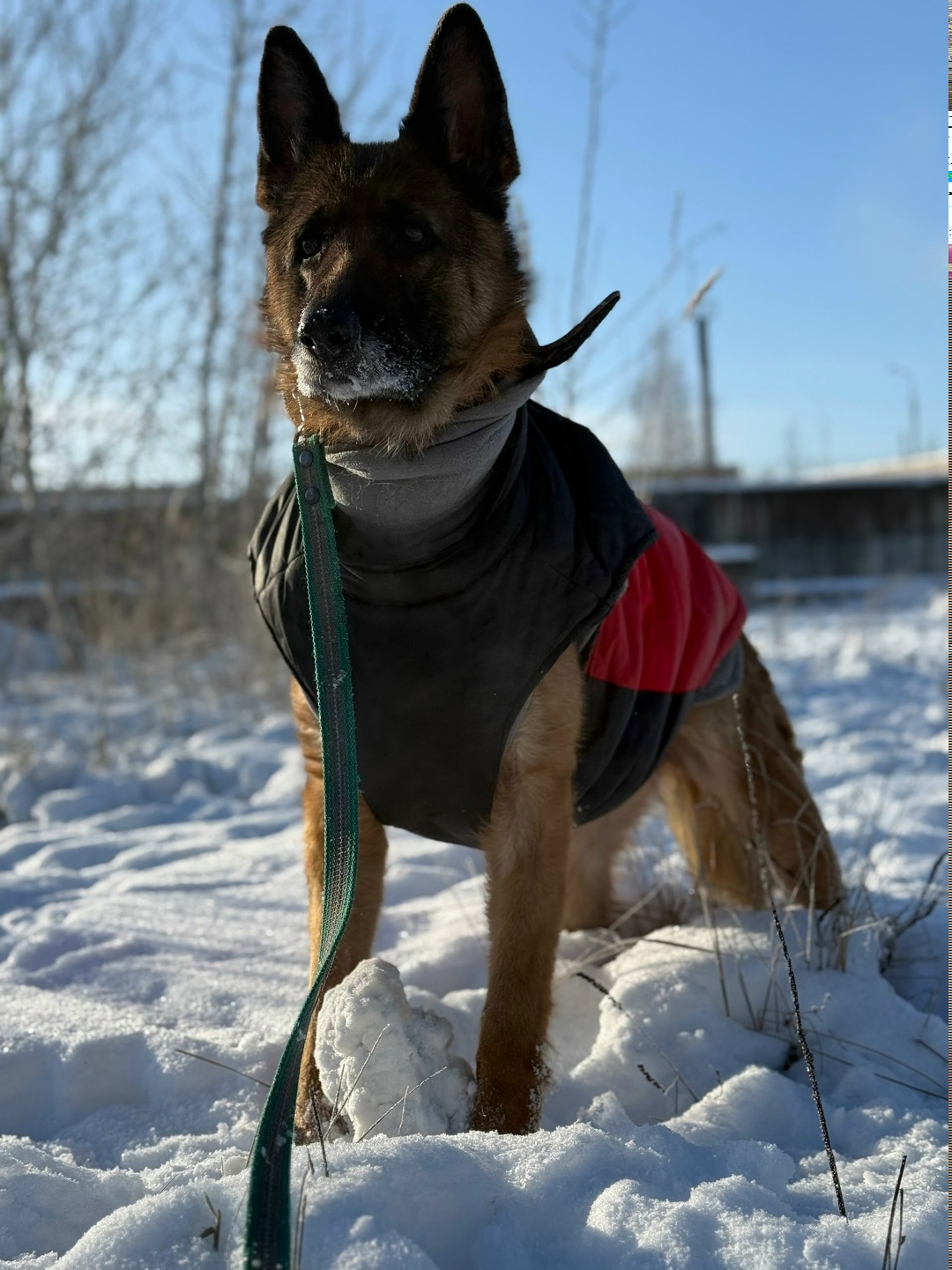 Найдена собака в Пскове — фото объявления