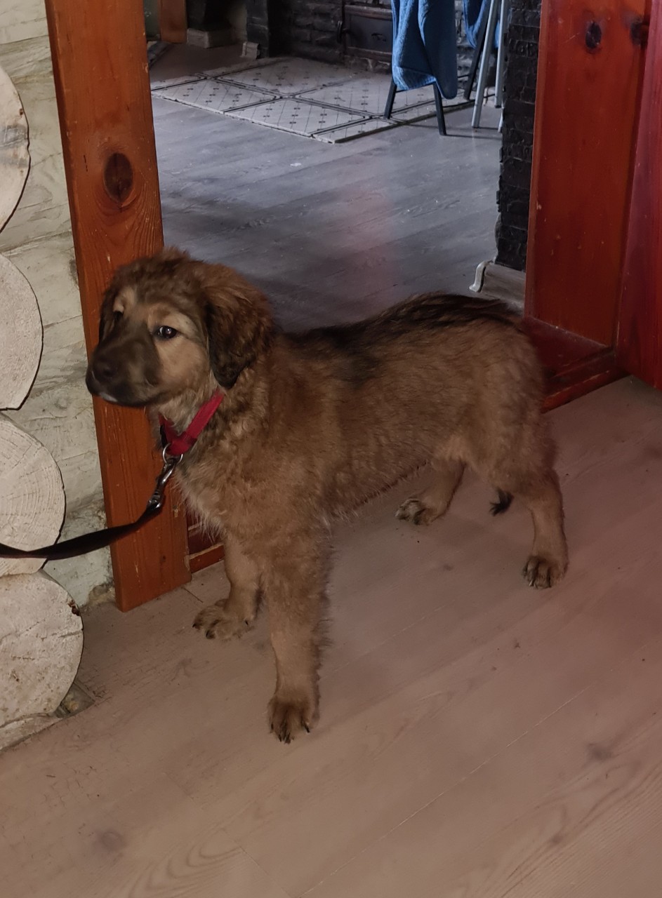 Пропала собака в Пскове — фото объявления