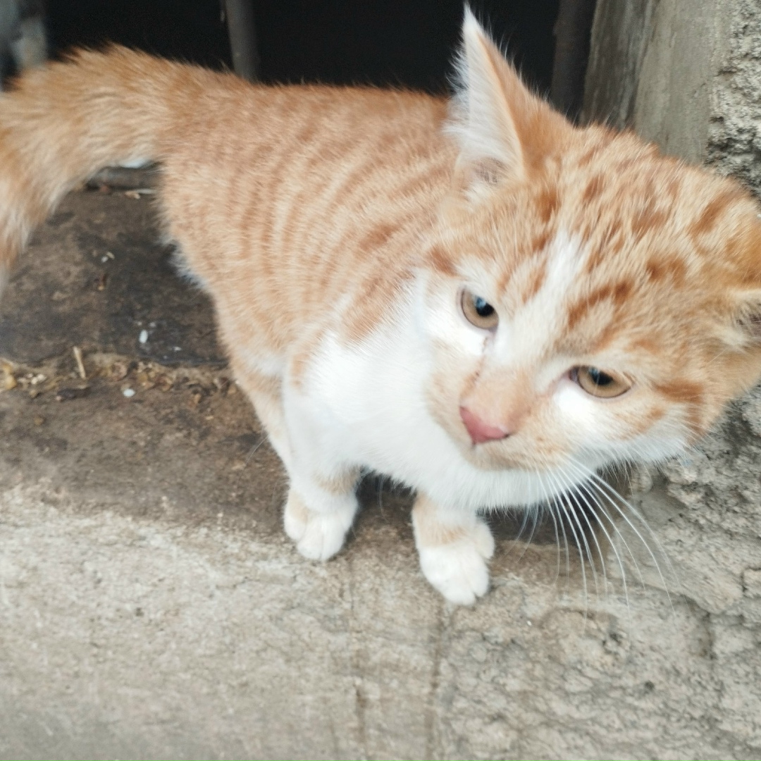 Найдена кошка в Пскове — фото объявления