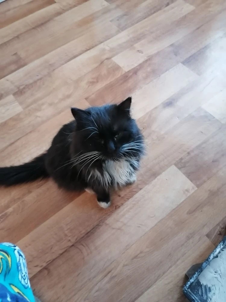 Найдена кошка в Пскове — фото объявления