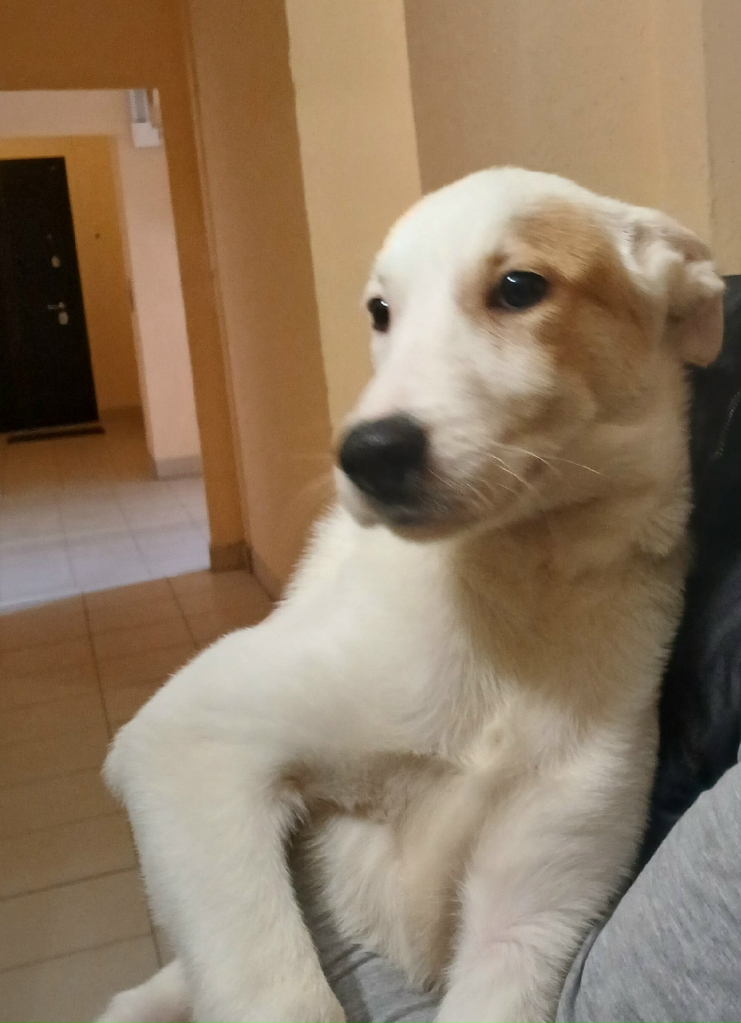 Найдена собака в Пскове — фото объявления