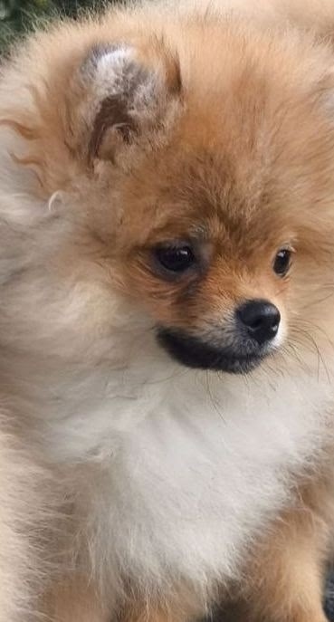 Пропала собака в Пскове — фото объявления