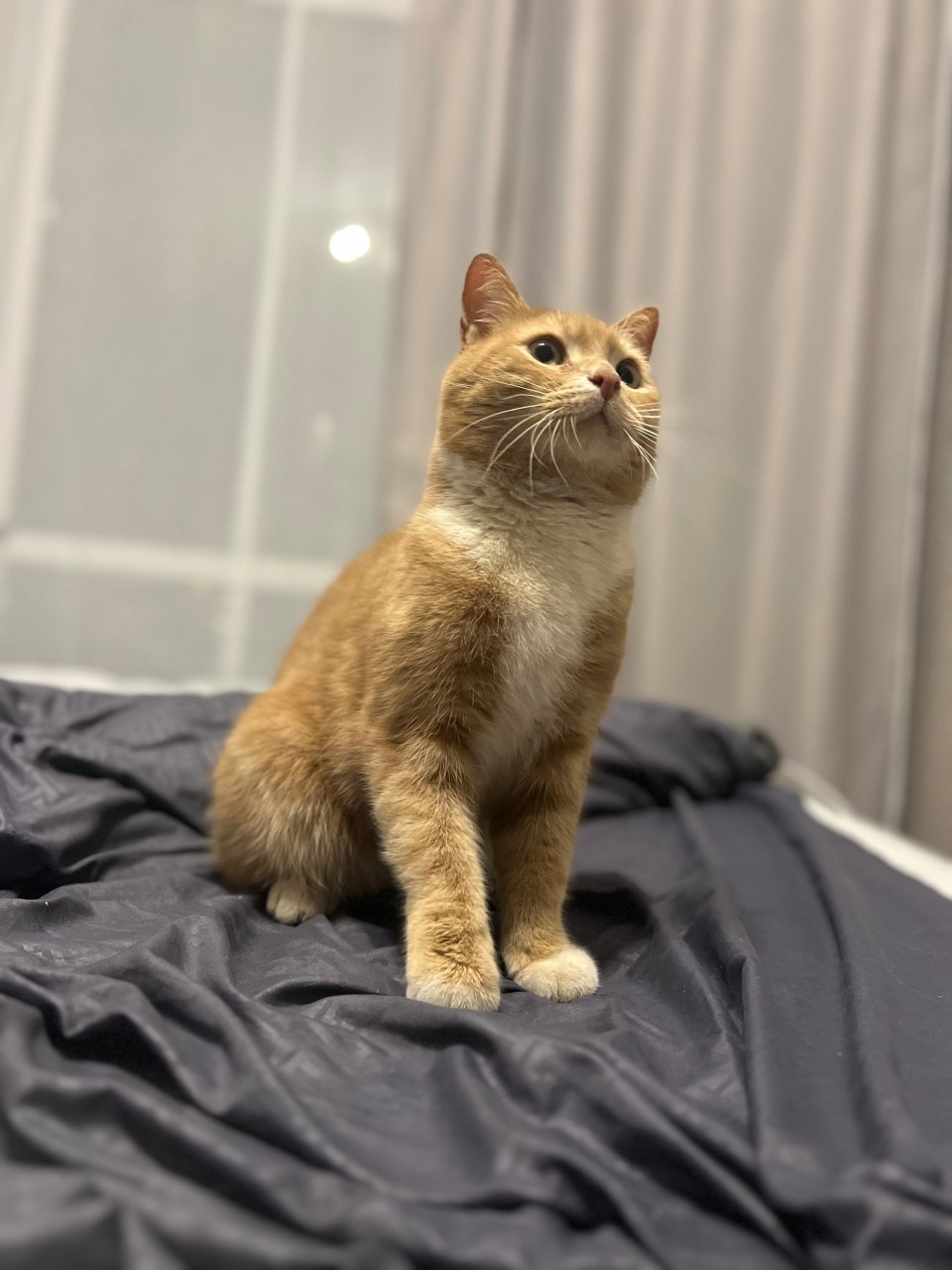 Найдена кошка в Пскове — фото объявления