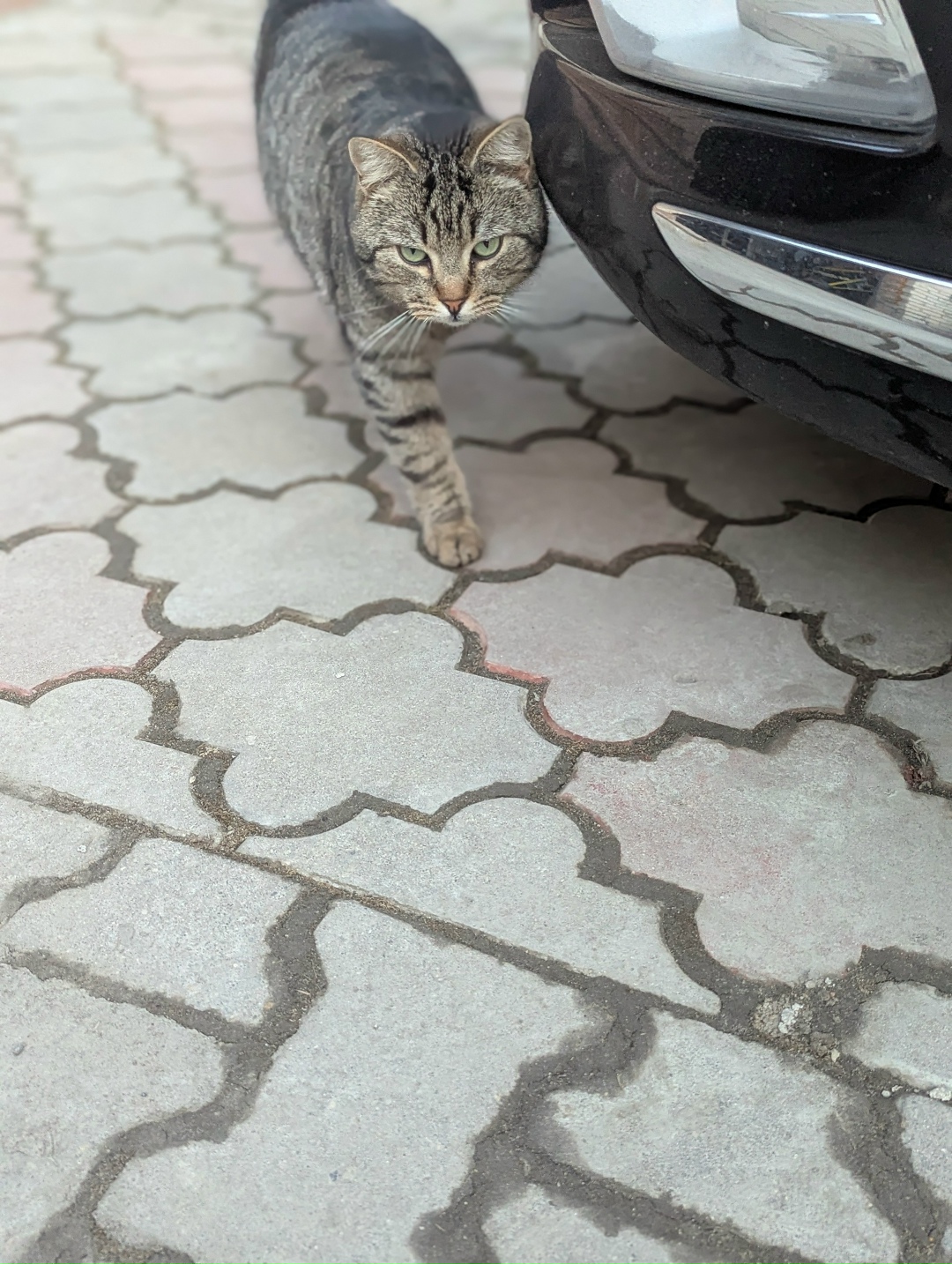 Найдена кошка в Пскове — фото объявления