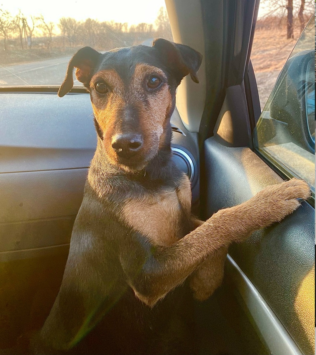 Найдена собака в Пскове — фото объявления