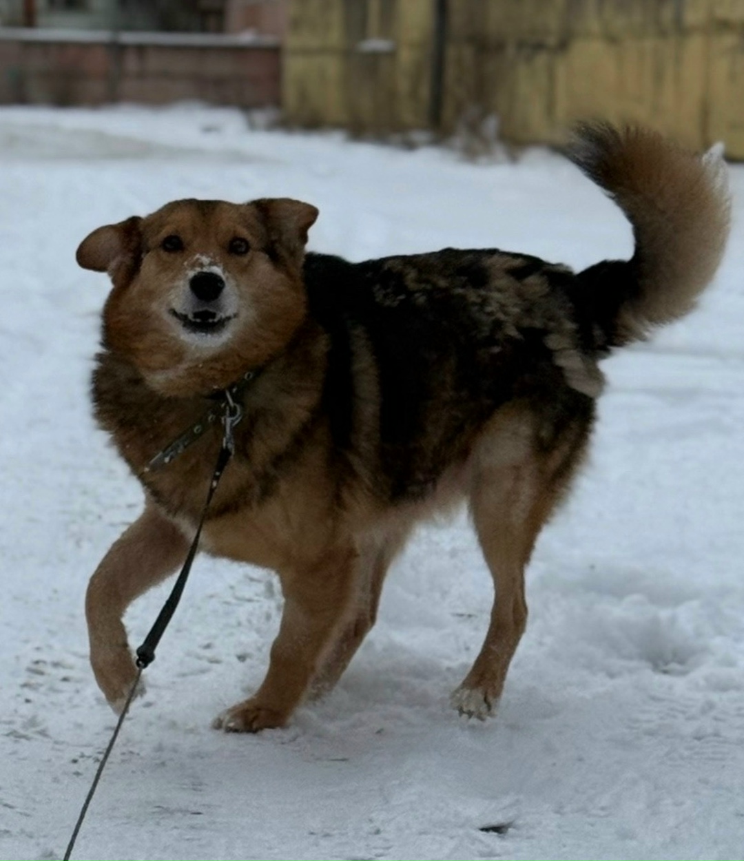Найдена собака в Пскове — фото объявления
