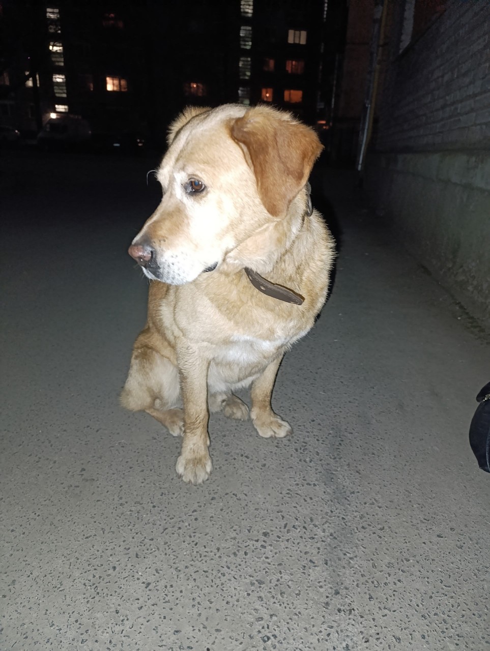 Найдена собака в Пскове — фото объявления