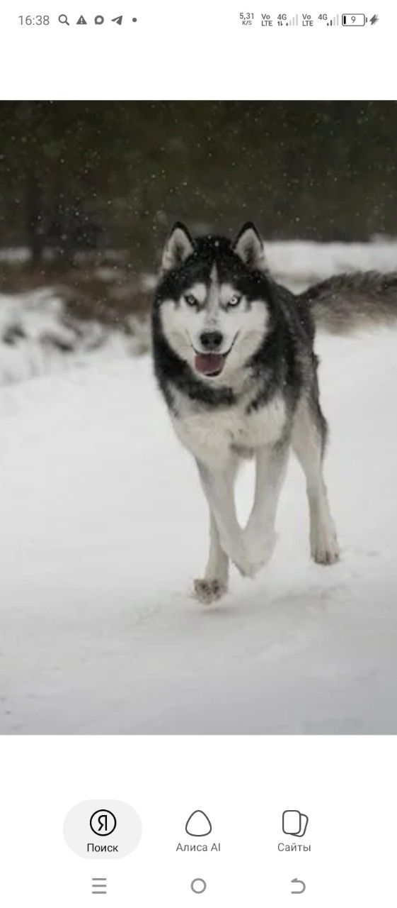 Найдена собака в Пскове — фото объявления