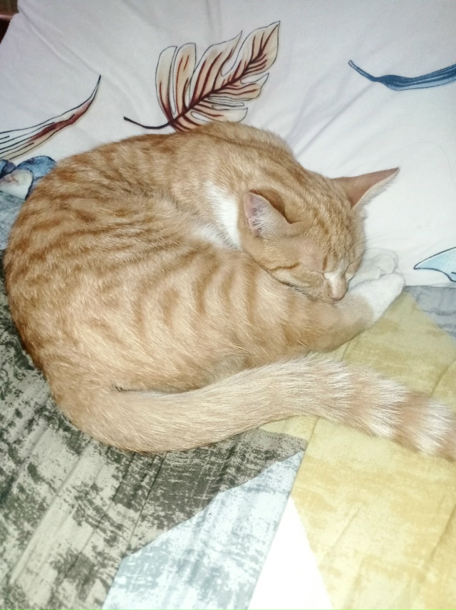 Найдена собака в Пскове — фото объявления