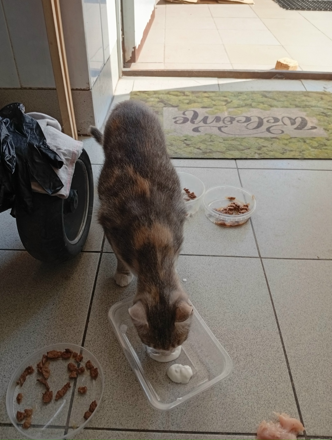 Пропала кошка в Пскове — фото объявления