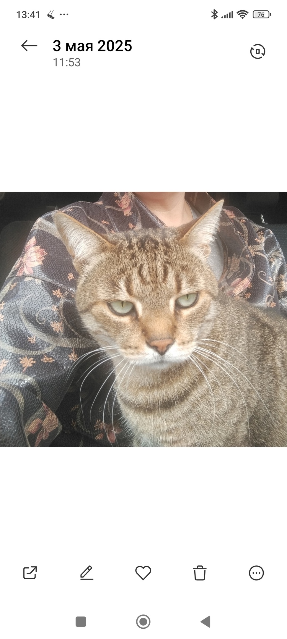 Пропала кошка в Пскове — фото объявления