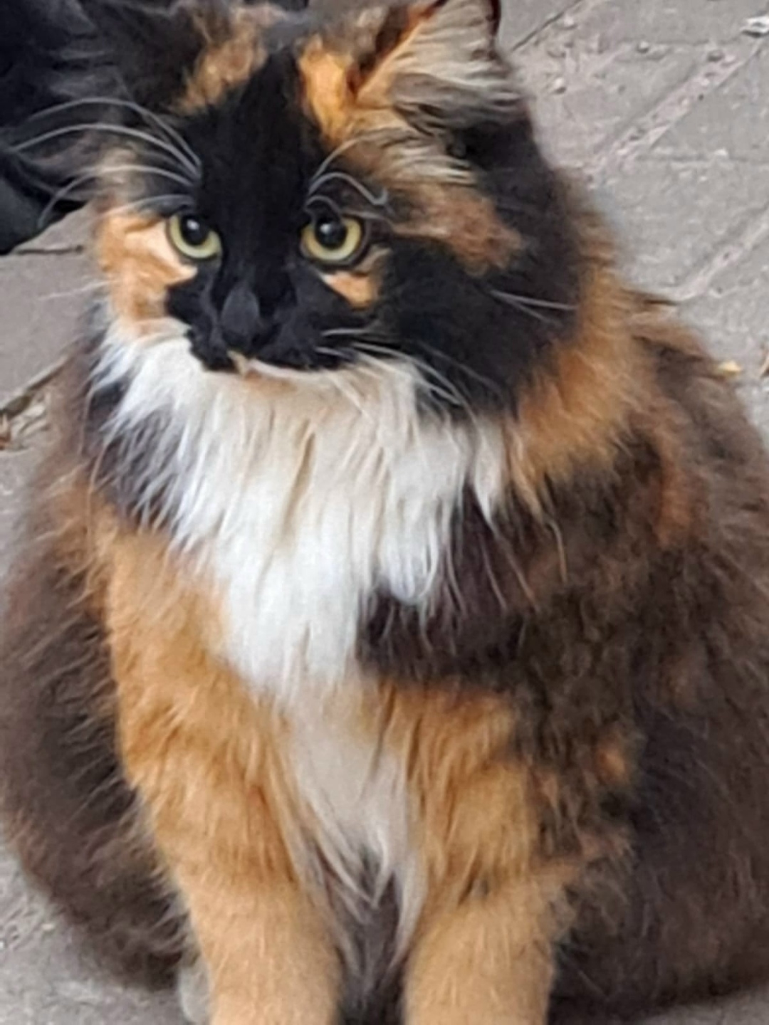 Пропала кошка в Пскове — фото объявления