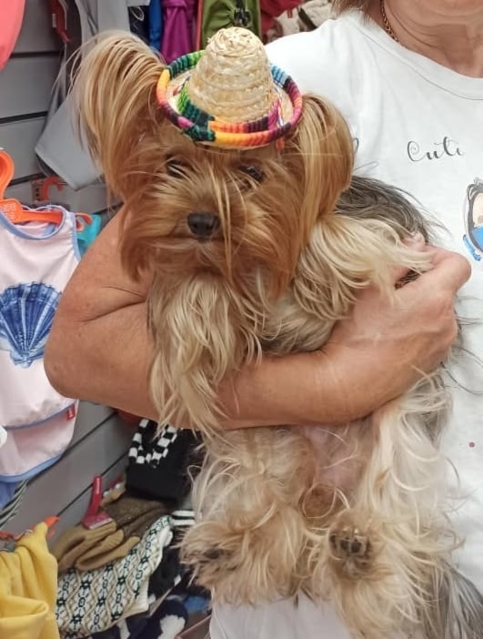 Найдена собака в Пскове — фото объявления