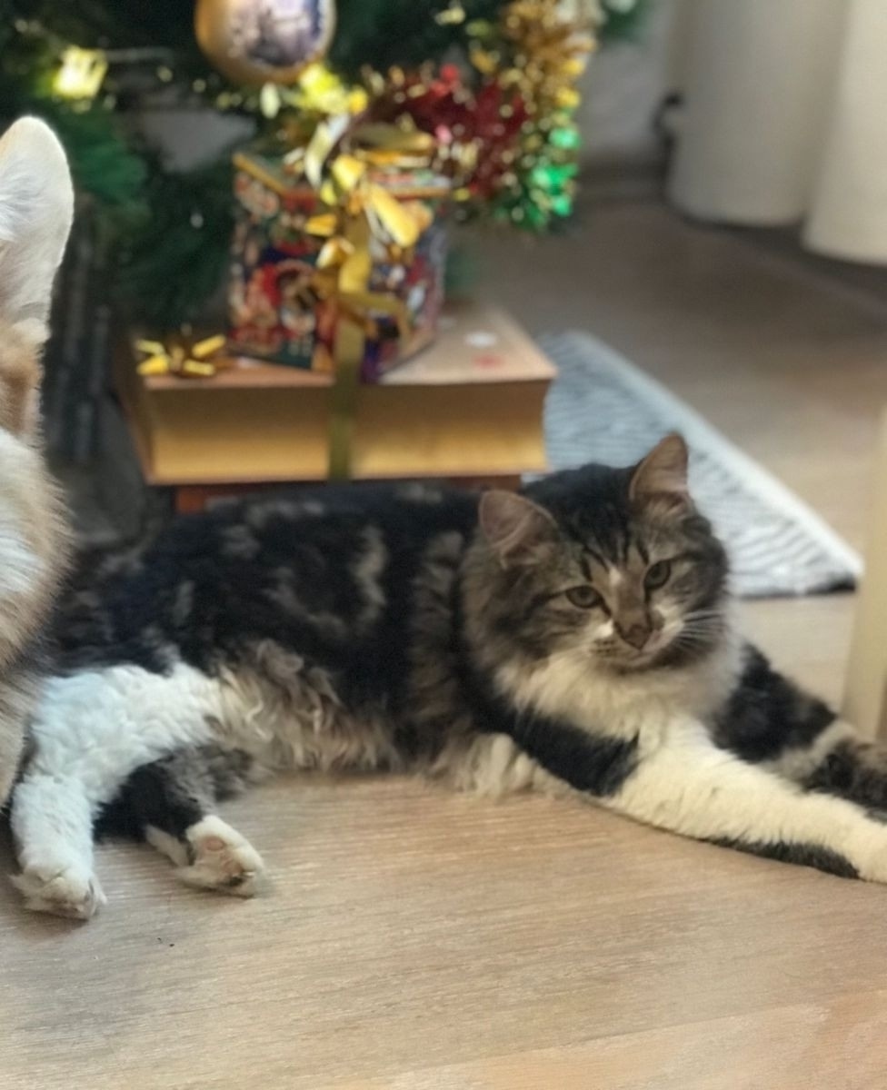 Пропала кошка в Пскове — фото объявления