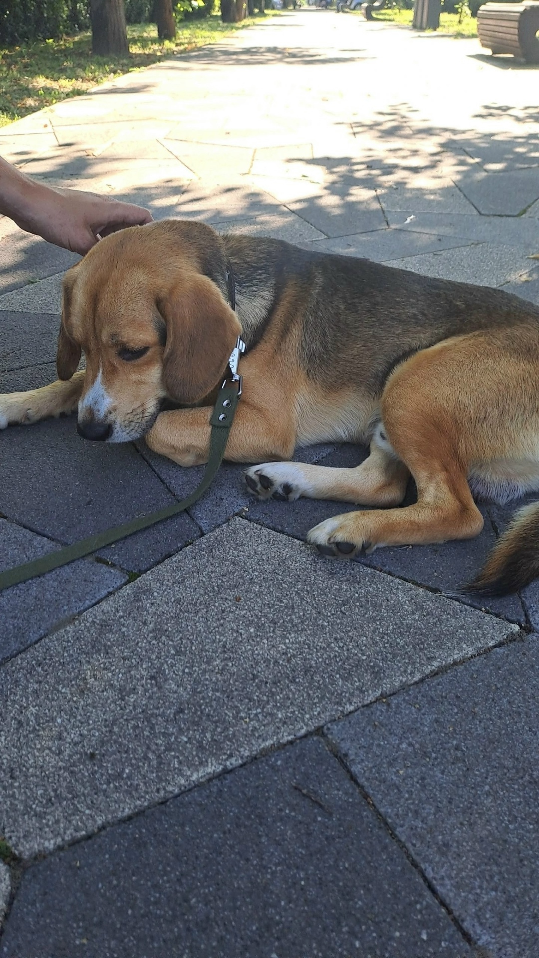 Найдена собака в Пскове — фото объявления