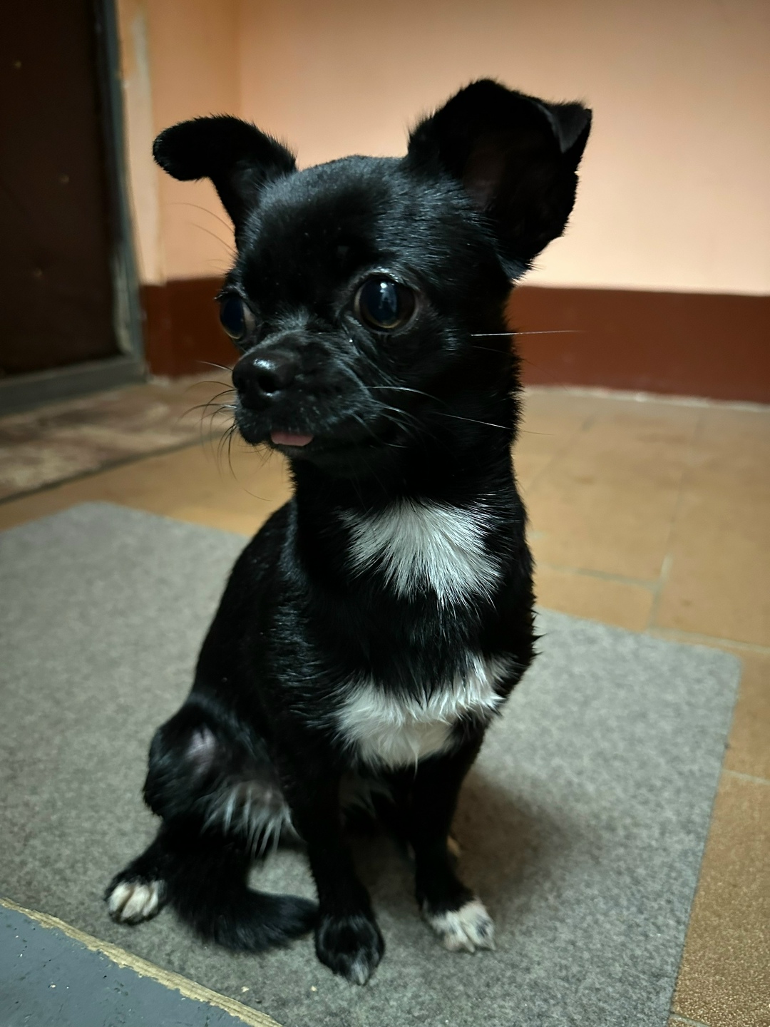 Найдена собака в Пскове — фото объявления