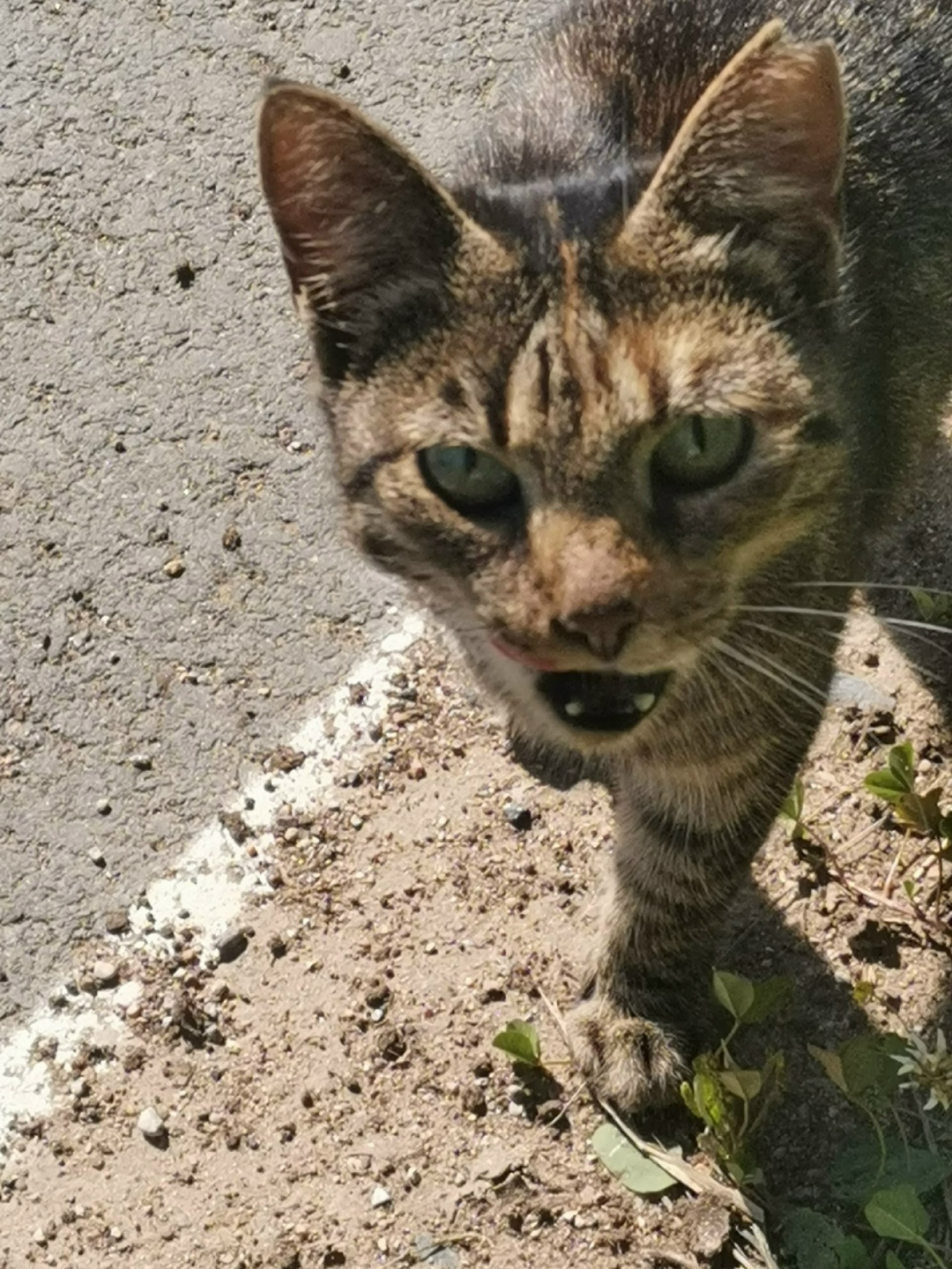Пропала кошка в Пскове — фото объявления