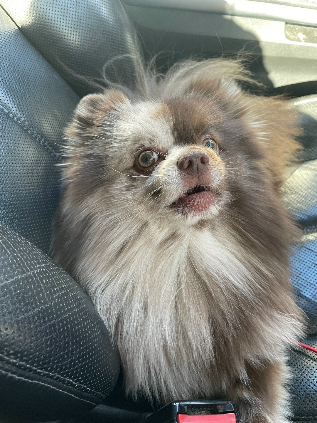 Найдена собака в Пскове — фото объявления