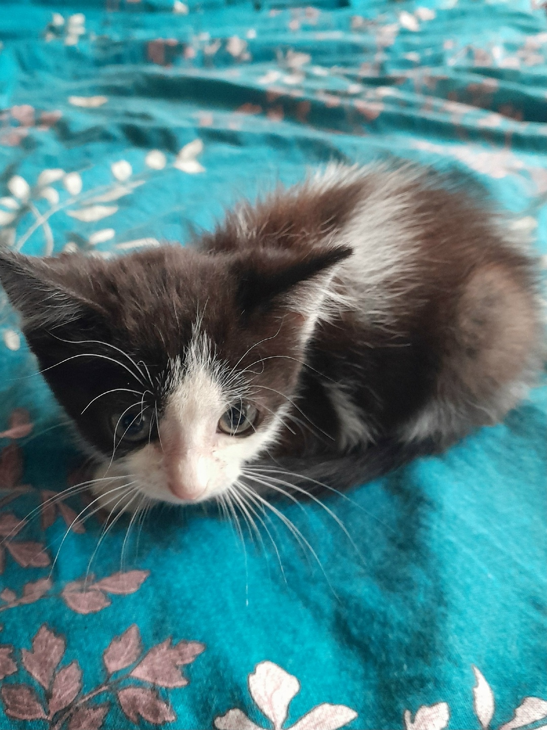 Найдена кошка в Пскове — фото объявления