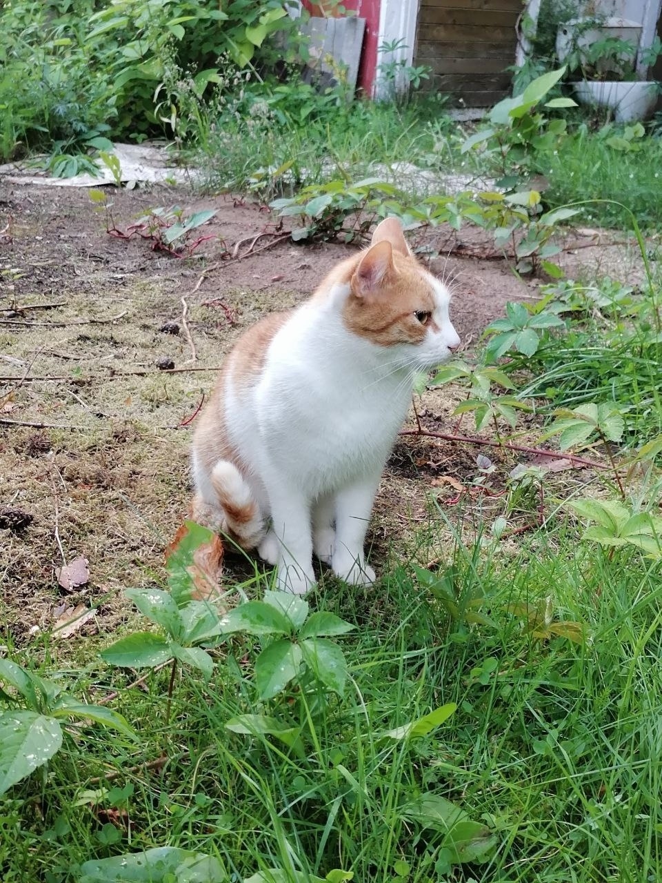 Найдена кошка в Пскове — фото объявления