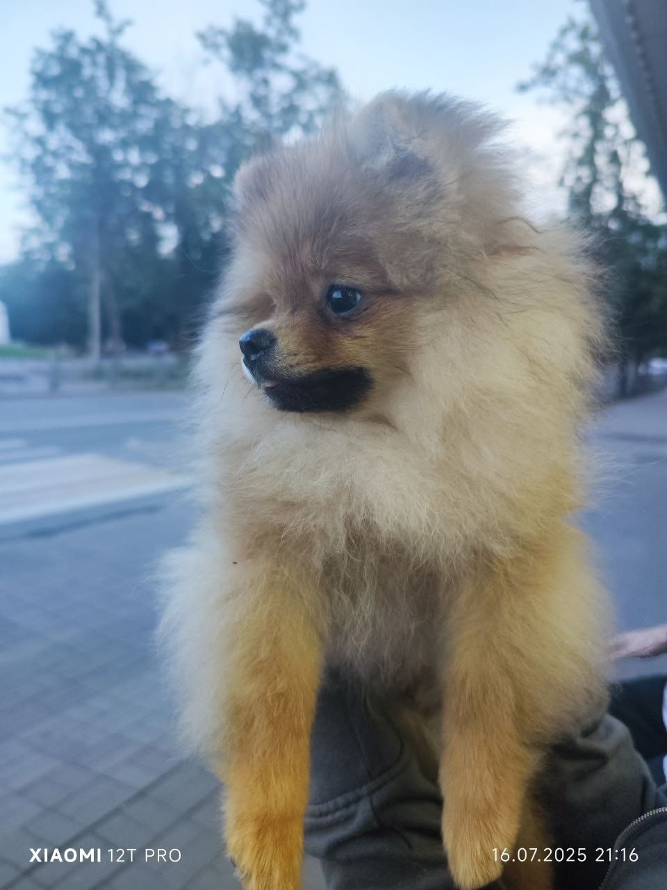 Пропала собака в Пскове — фото объявления