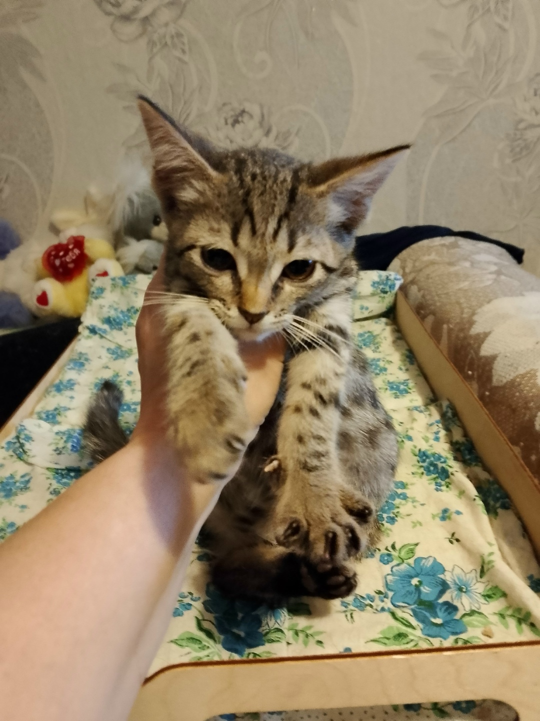 Найдена кошка в Пскове — фото объявления