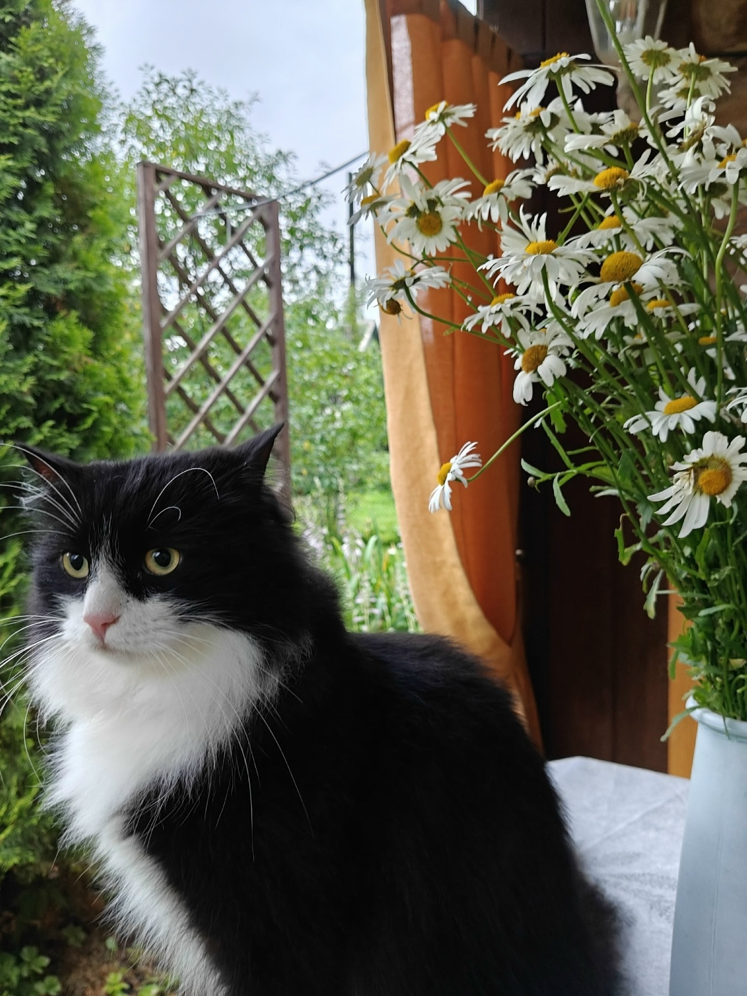 Пропала кошка в Пскове — фото объявления