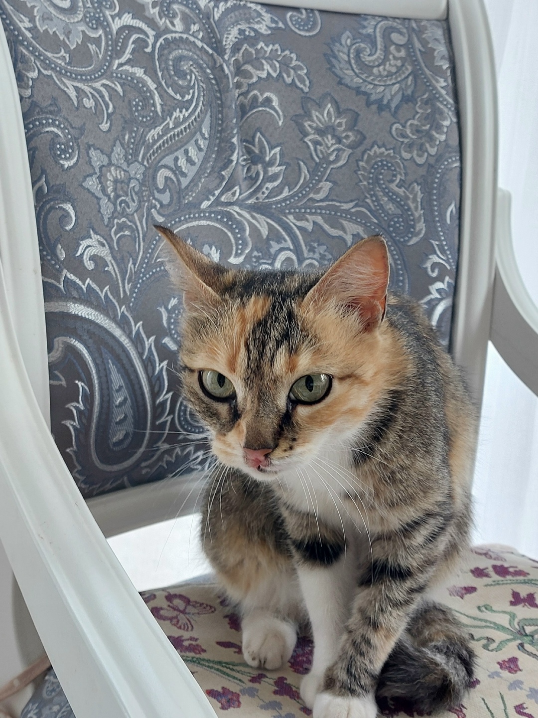 Найдена кошка в Пскове — фото объявления