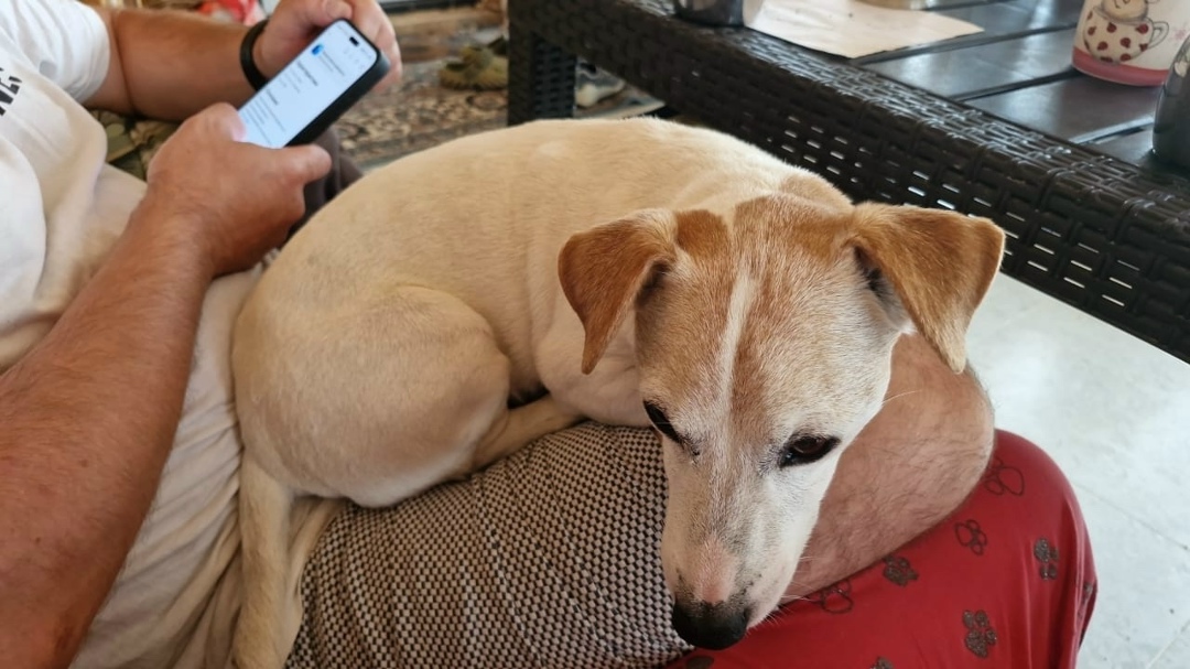 Пропала собака в Пскове — фото объявления