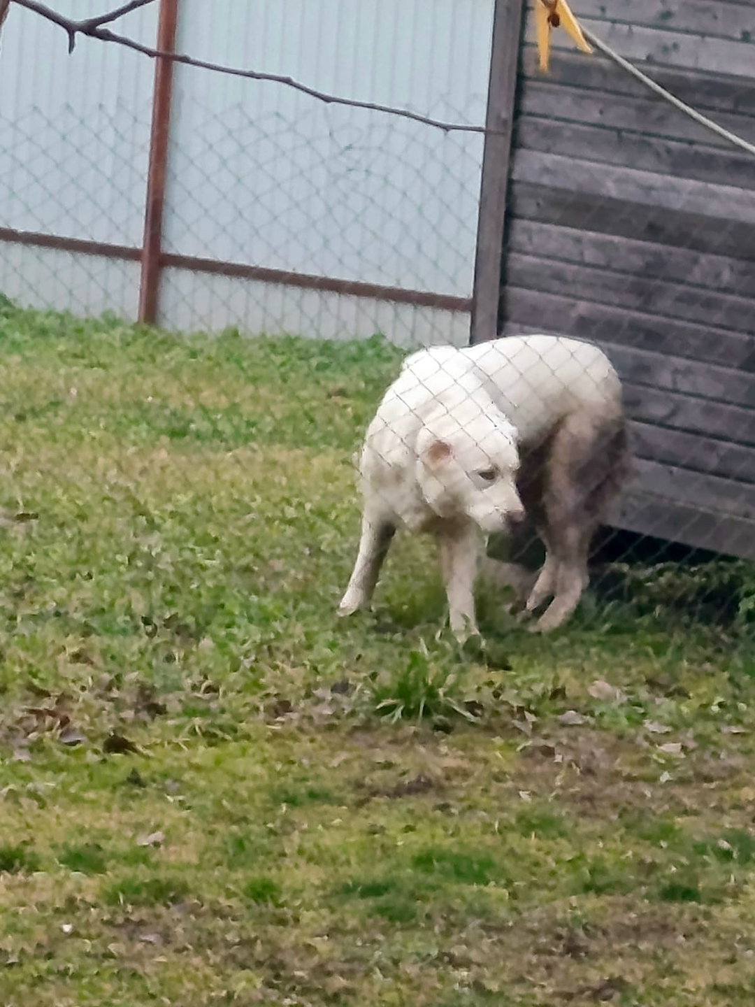 Найдена собака в Коломне — фото объявления