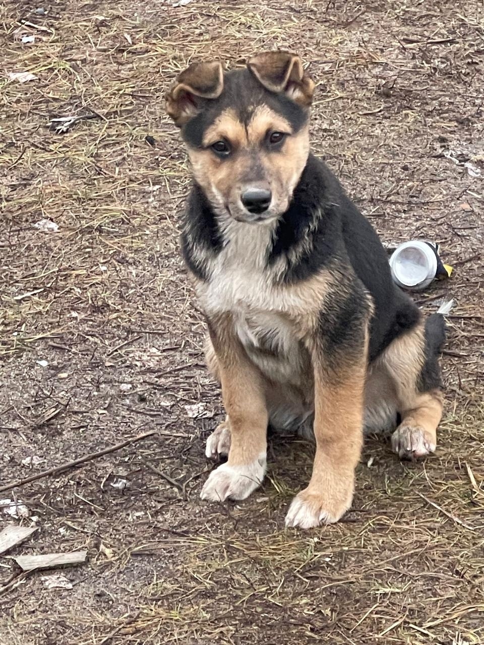 Найдена собака в Коломне — фото объявления