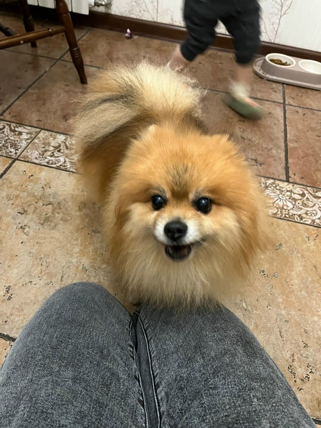 Найдена собака в Коломне — фото объявления