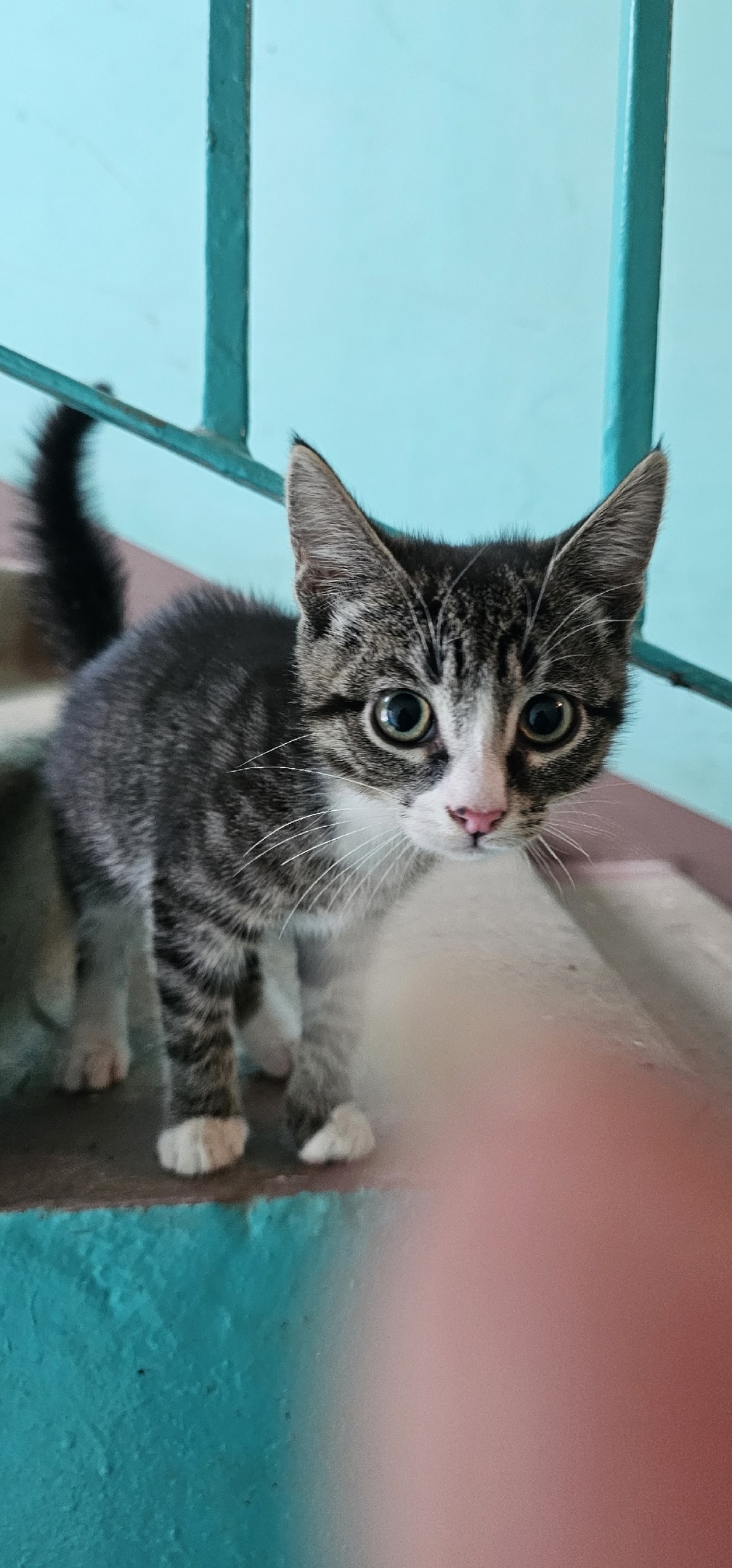 Найдена кошка в Коломне — фото объявления