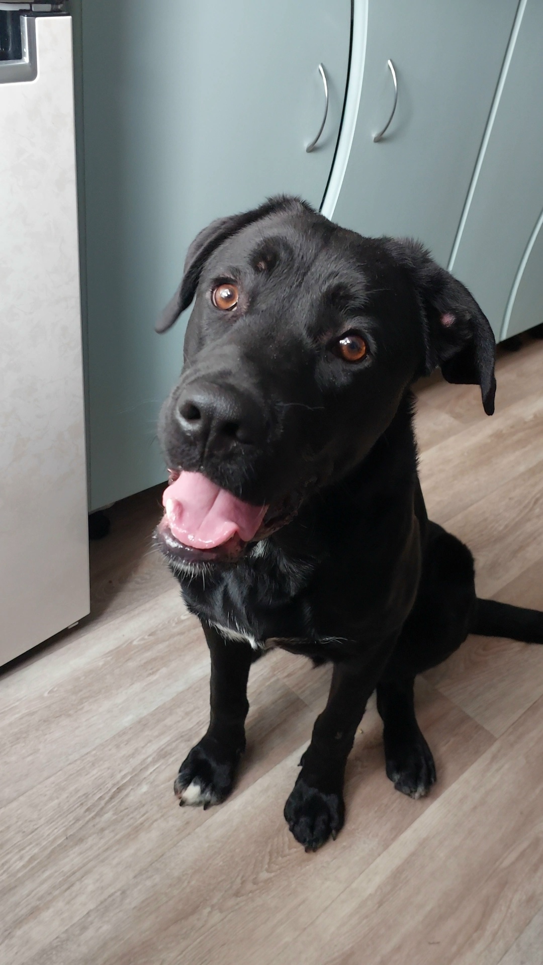 Пропала собака в Коломне — фото объявления