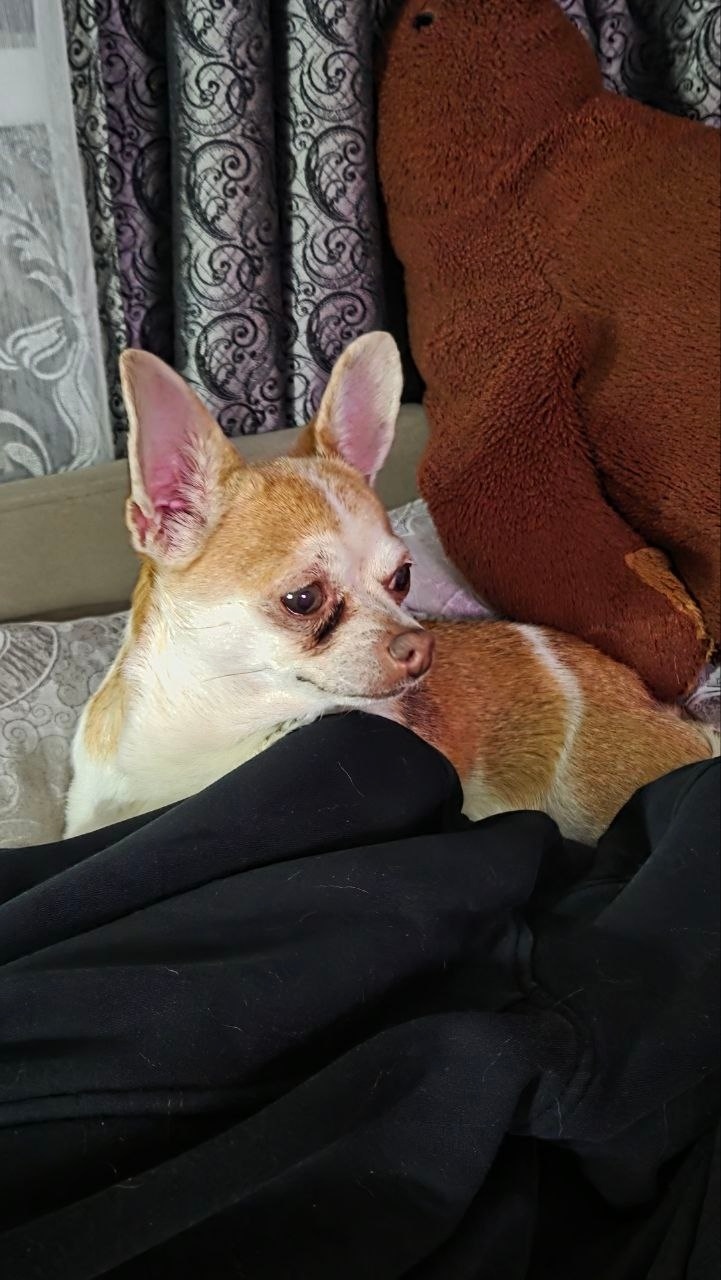 Найдена собака в Коломне — фото объявления