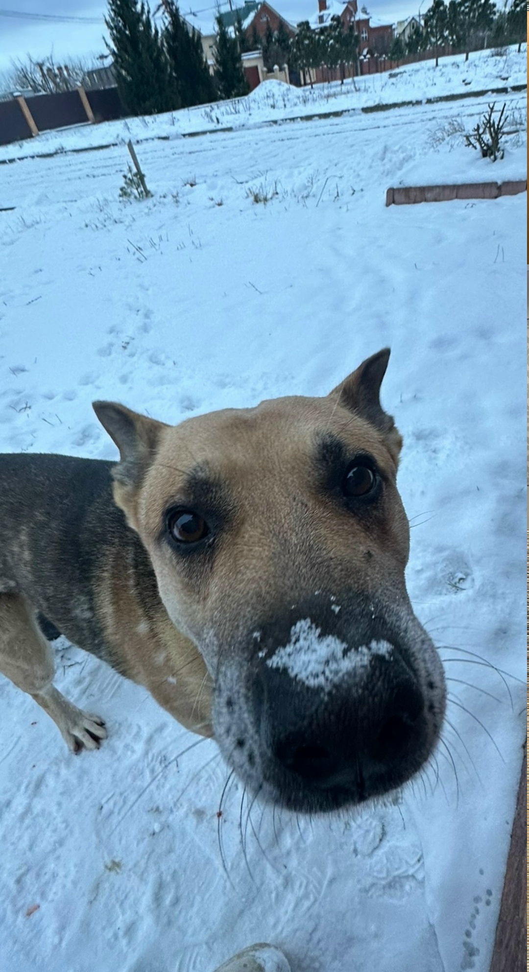 Пропала собака в Коломне — фото объявления